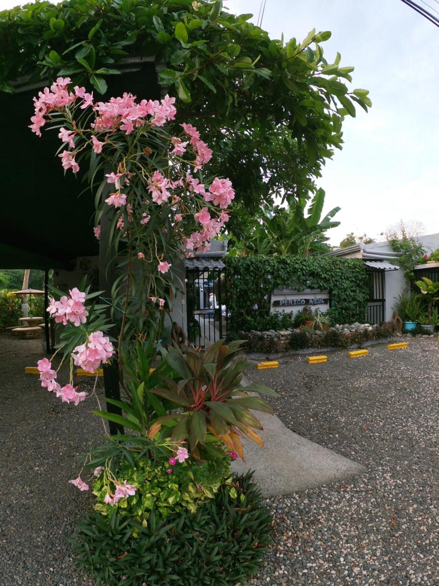 Hotel Perico Azul & Surf Camp Jaco Luaran gambar